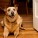 Apple | Muttville | Nuena Photography thumbnail