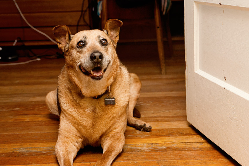 Apple | Muttville | Nuena Photography