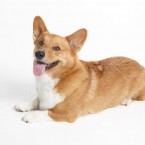 Studio | Dogs | Portfolio | Nuena Photography
