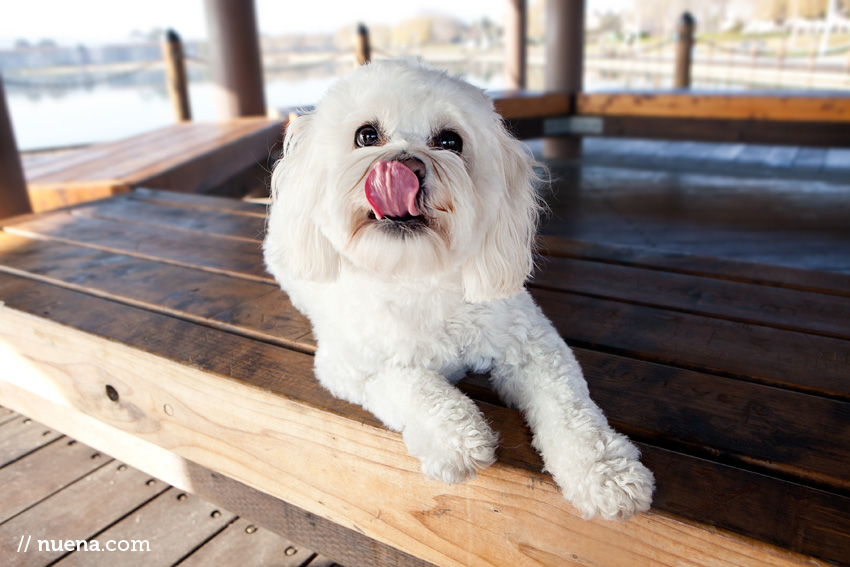 Bichon Peek