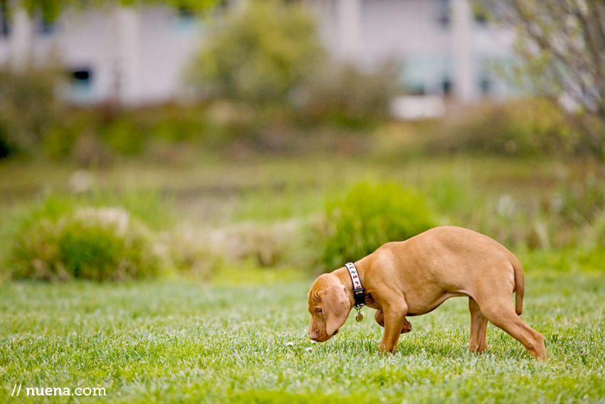 Bijou the Vizsla Puppy | Nuena Photography