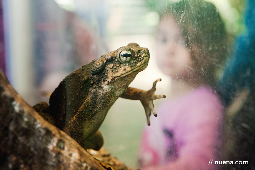 Toad | California Academy of Sciences | Nuena Photography