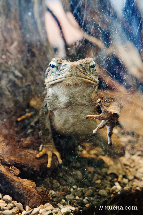 Toad | California Academy of Sciences | Nuena Photography