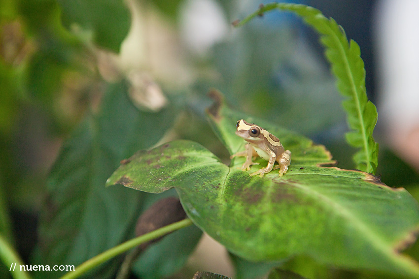 Costa Rican Frog | California Academy of Sciences | Nuena Photography