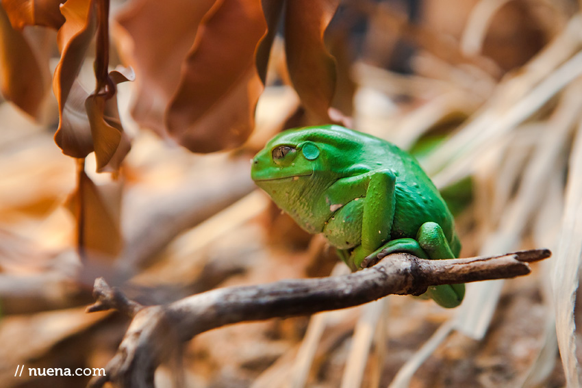 Waxy Monkey Tree Frog | California Academy of Sciences | Nuena Photography