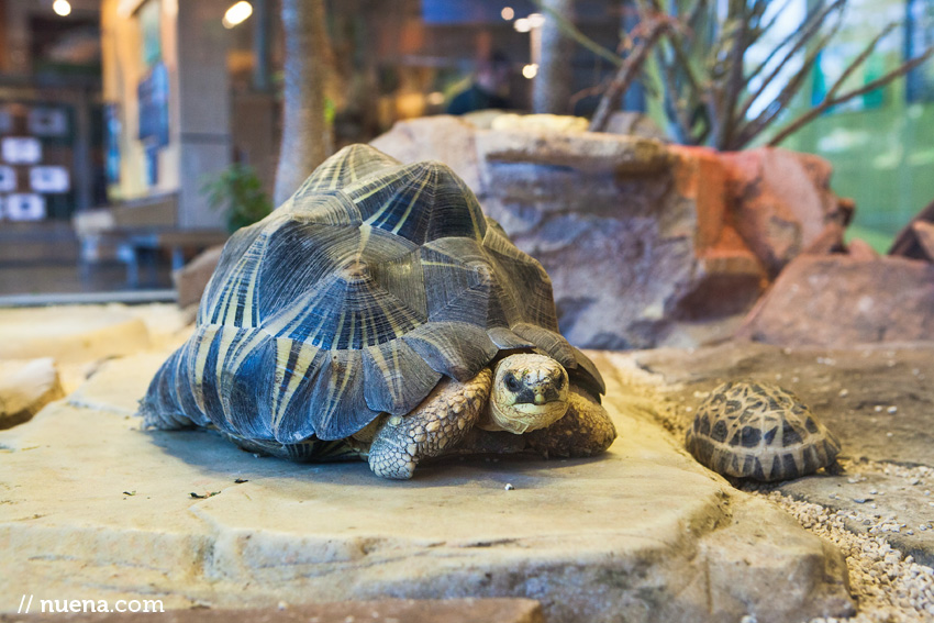 Tortoise | California Academy of Sciences | Nuena Photography