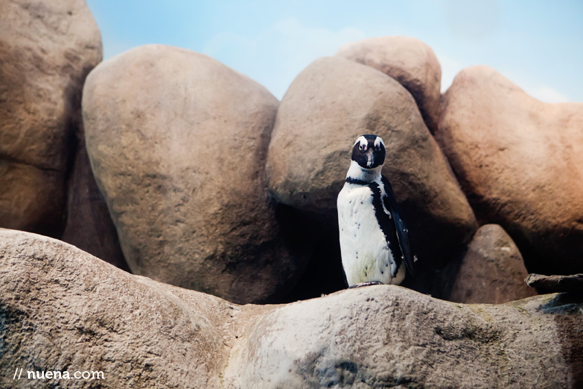 Penguin | California Academy of Sciences | Nuena Photography