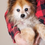Studio | Dogs | Portfolio | Nuena Photography
