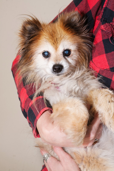 Studio | Dogs | Portfolio | Nuena Photography