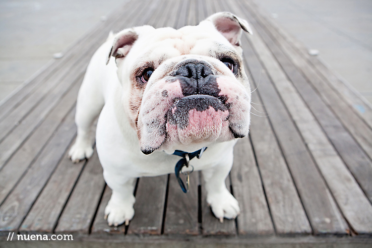 Cicero the English Bulldog | Nuena Photography | San Francisco Best Pet Photographer