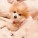 Cider | Muttville | Nuena Photography thumbnail