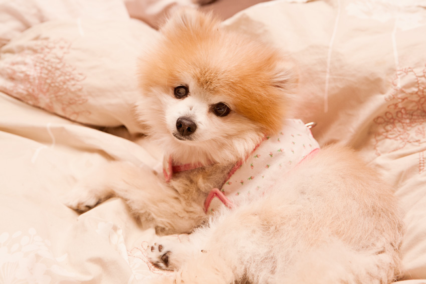 Cider | Muttville | Nuena Photography