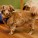 Coco | Muttville | Nuena Photography thumbnail