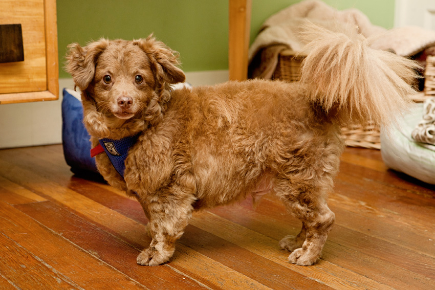 Coco | Muttville | Nuena Photography
