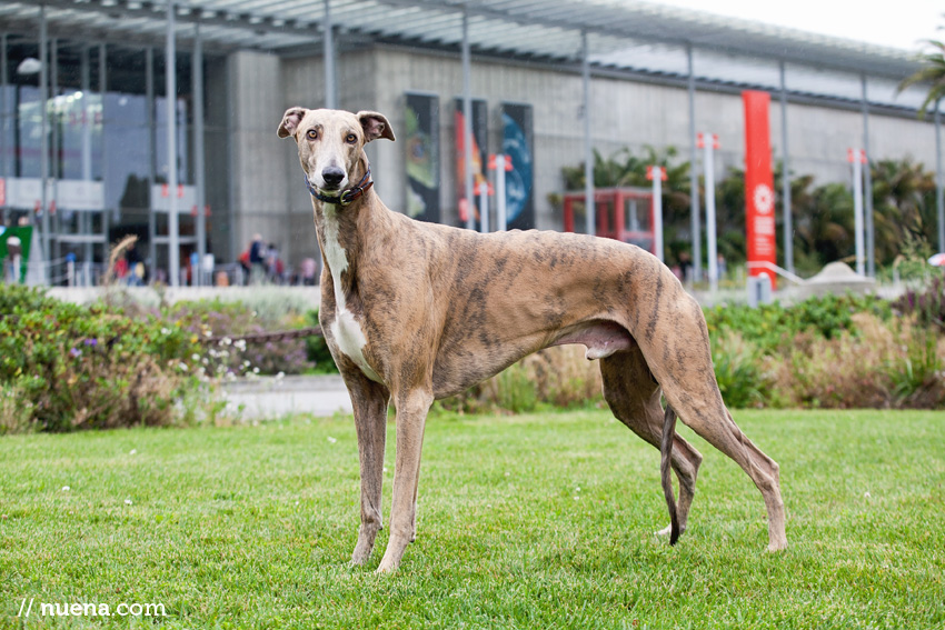 Darby the Greyhound | Nuena Photography | San Francisco Pet Photographer