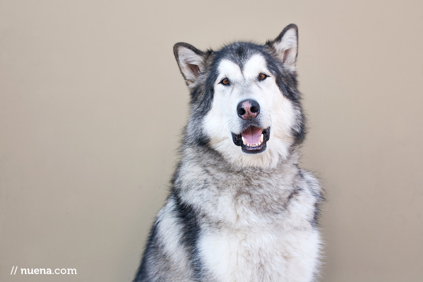 Dewey the Alaskan Malamute | Nuena Photography