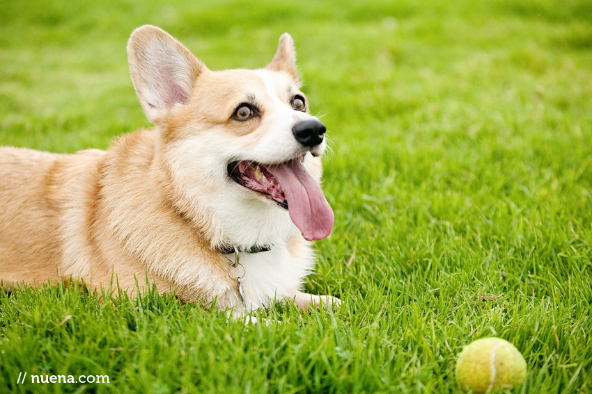 DJ the Corgi | Nuena Photography | San Francisco Pet Photographer