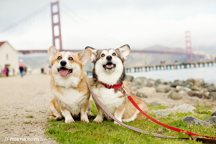 DJ the Corgi | Nuena Photography | San Francisco Pet Photographer