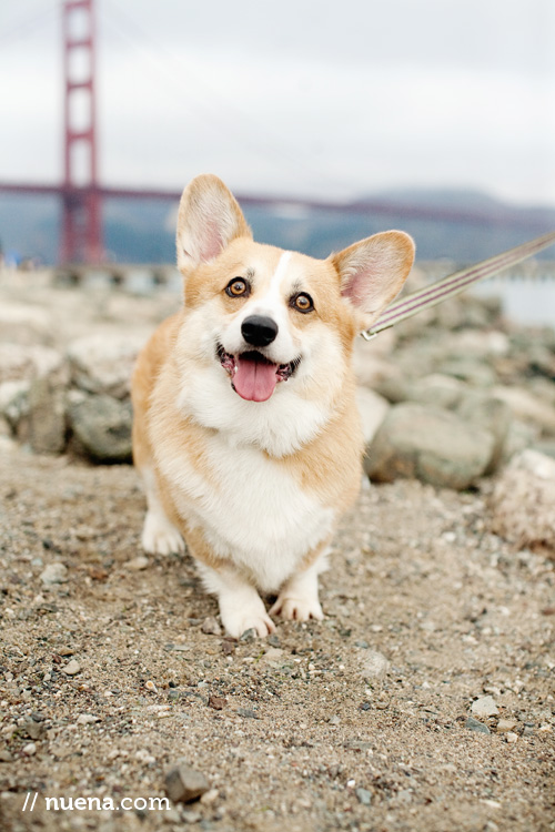 DJ the Corgi | Nuena Photography | San Francisco Pet Photographer