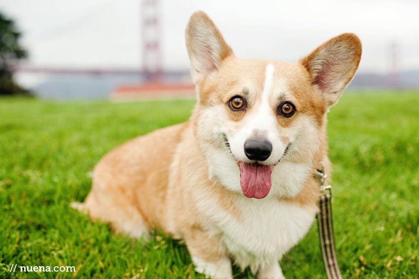 DJ the Corgi | Nuena Photography | San Francisco Pet Photographer