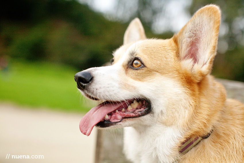 DJ the Corgi | Nuena Photography | San Francisco Pet Photographer