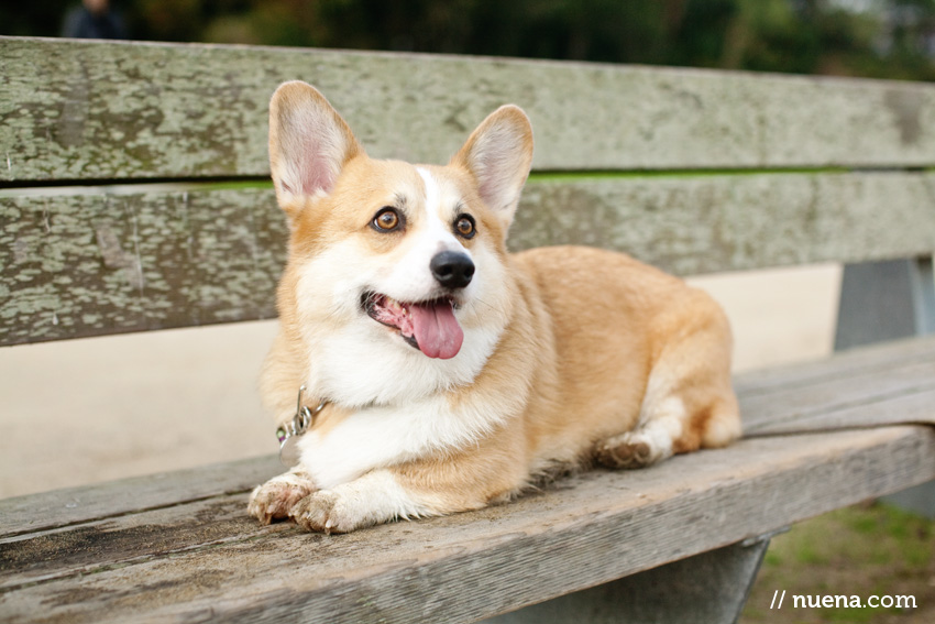 DJ the Corgi | Nuena Photography | San Francisco Pet Photographer