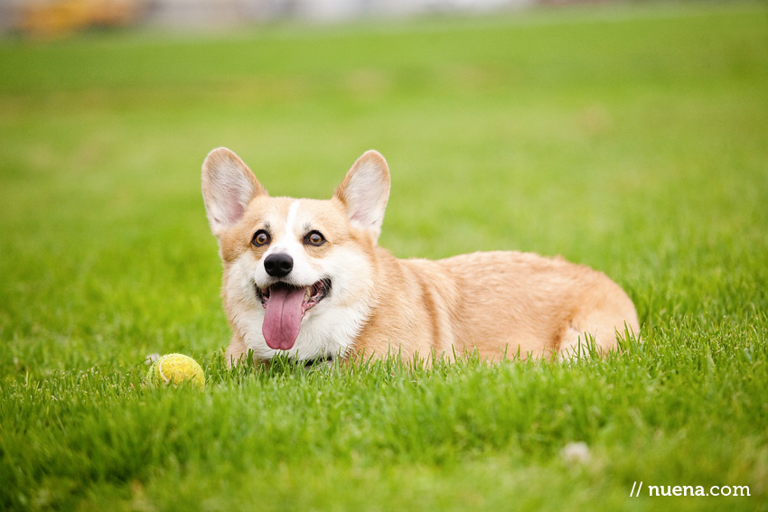 DJ the Corgi | Nuena Photography | San Francisco Pet Photographer