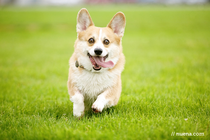 DJ the Corgi | Nuena Photography | San Francisco Pet Photographer