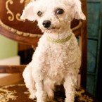 Lancelot | Muttville | Nuena Photography