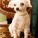 Lancelot | Muttville | Nuena Photography thumbnail