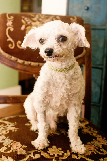 Lancelot | Muttville | Nuena Photography