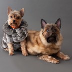 Studio | Dogs | Portfolio | Nuena Photography