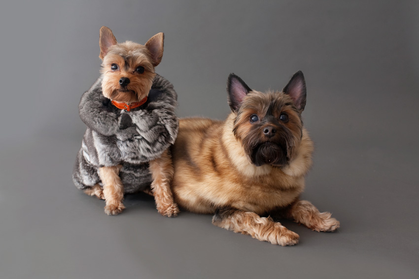 Studio | Dogs | Portfolio | Nuena Photography