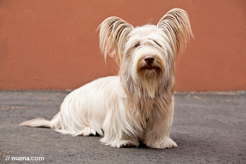 Fauna the Skye Terrier | Nuena Photography