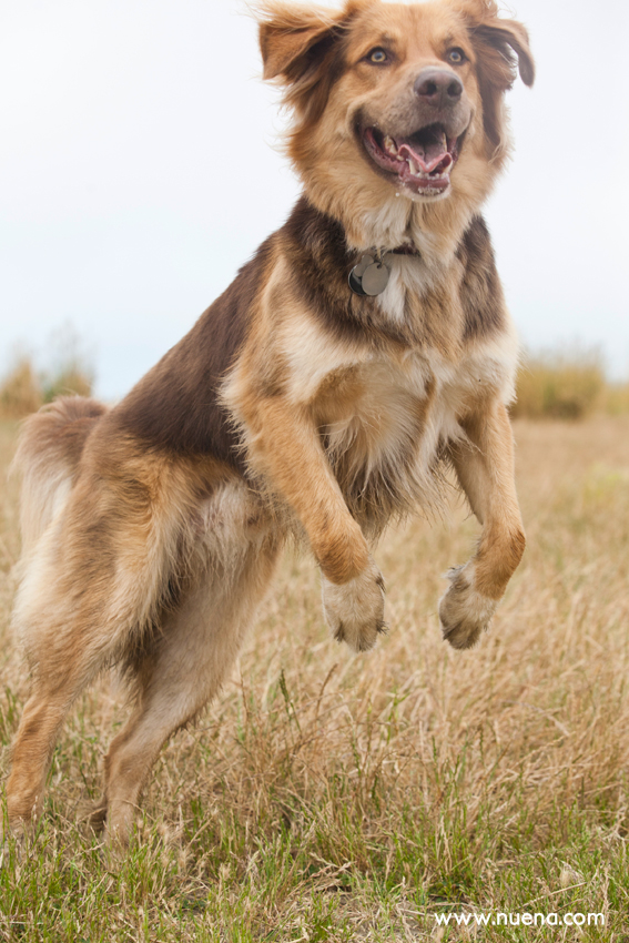 Grizzly the Australian Shepherd Mix | Nuena Photography