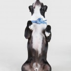 Studio | Dogs | Portfolio | Nuena Photography