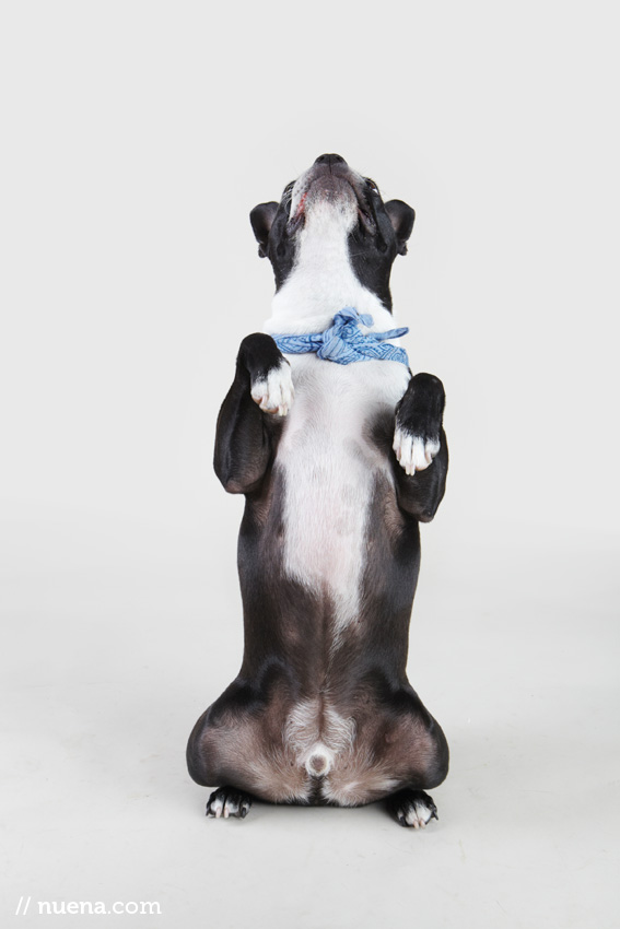 Studio | Dogs | Portfolio | Nuena Photography