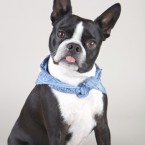 Studio | Dogs | Portfolio | Nuena Photography