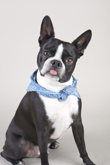 Studio | Dogs | Portfolio | Nuena Photography