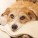 Jammy | Muttville | Nuena Photography thumbnail