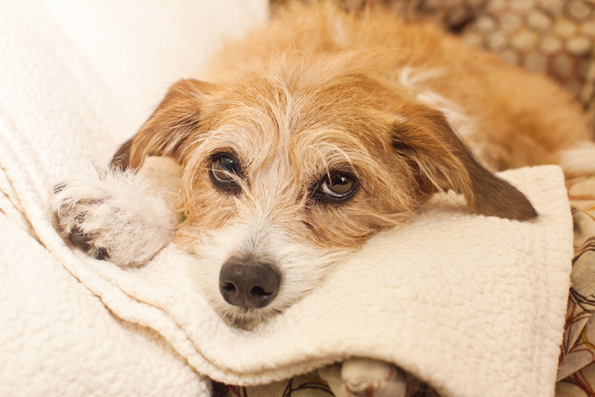 Jammy | Muttville | Nuena Photography