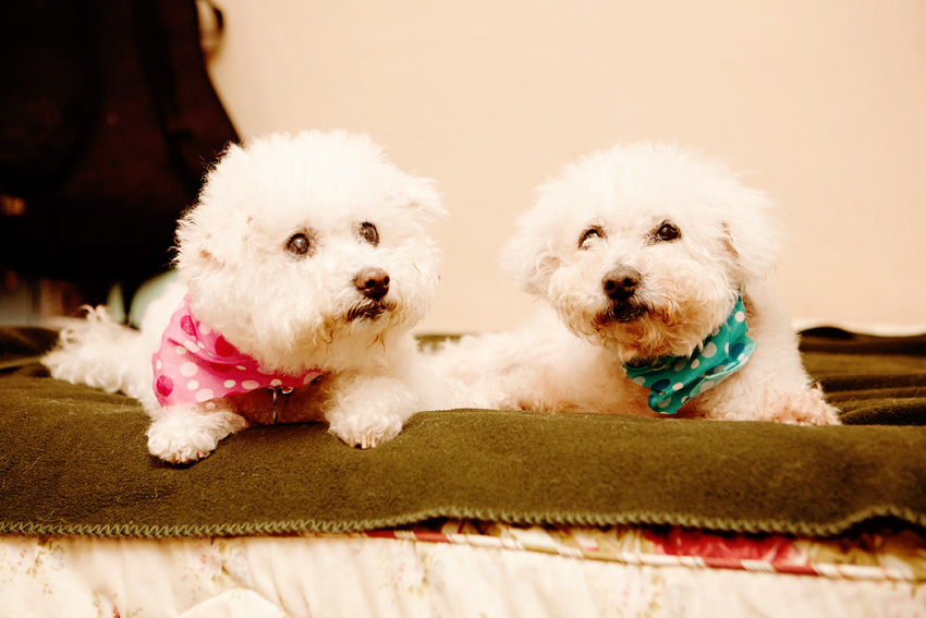 Kelly & Al | Muttville | Nuena Photography