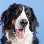 San Francisco Pet Photographer | Studio | Nuena Photography