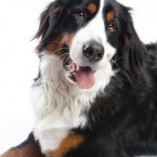 San Francisco Dog Photographer | Studio | Nuena Photography