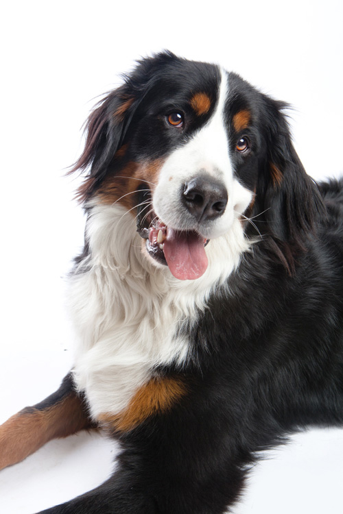 San Francisco Dog Photographer | Studio | Nuena Photography