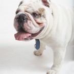 Studio | Dogs | Portfolio | Nuena Photography