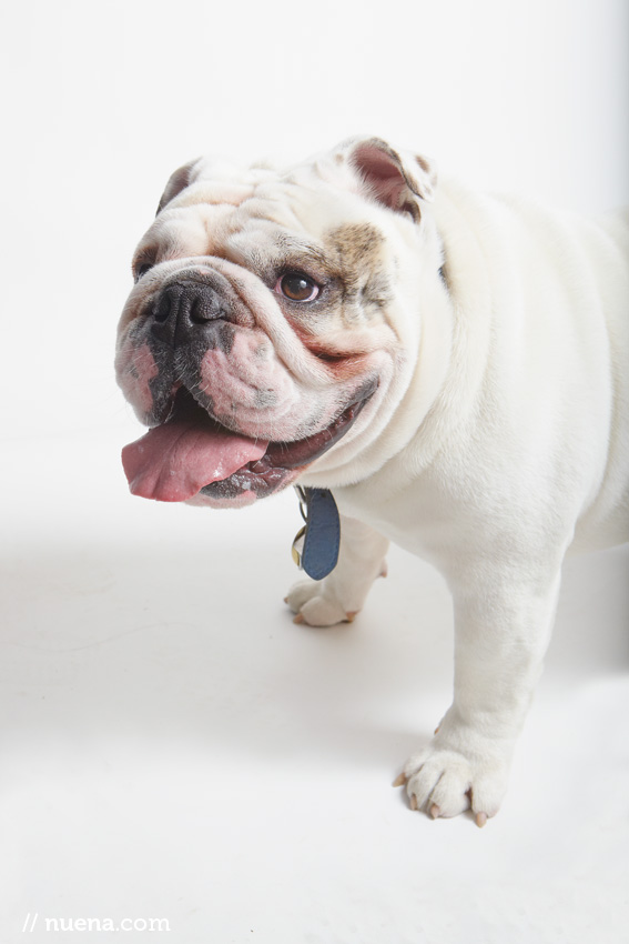 Studio | Dogs | Portfolio | Nuena Photography