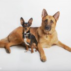 Studio | Dogs | Portfolio | Nuena Photography