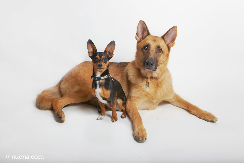 Studio | Dogs | Portfolio | Nuena Photography