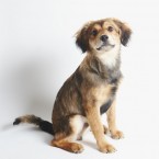 Studio | Dogs | Portfolio | Nuena Photography